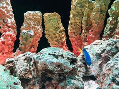-暹罗海洋世界
