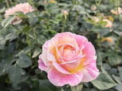 -人民公园(罗湖区)