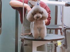 -PETKIT小佩宠物·低压洗护(国顺东路店)