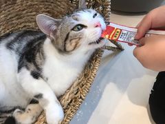 -飞行喵MR PILOT|猫舍·猫咖(静安大融城店)