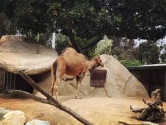-圣地亚哥动物园