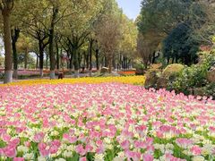 -上海鲜花港