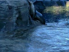 -悉尼海洋生物水族馆
