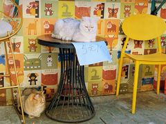 -喵屿·大理花园猫咖