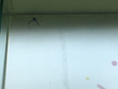 -成都保利公园皇冠假日酒店(熊猫基地店)