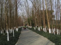 -桤木河湿地公园