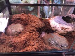 -正佳雨林生态植物园
