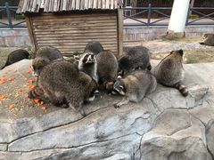 -灵玲国际马戏城