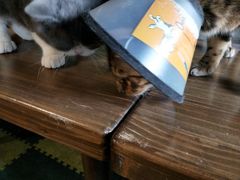 -猫猫幼稚园·撸猫·桌游·电玩