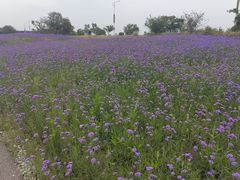 -西京湾花海
