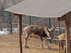 -青藏高原野生动物园