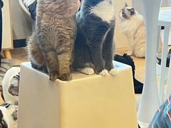 -有喵·猫咖·狗咖·30几只猫10只小狗(岗厦店)