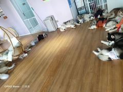 -Husky Go! 哈士奇体验馆·宠物咖啡厅狗咖