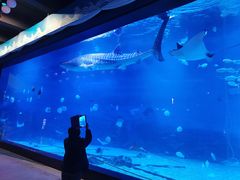 -烟台海昌鲸鲨海洋公园