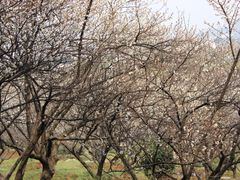 iphone_upload_pic-香雪海
