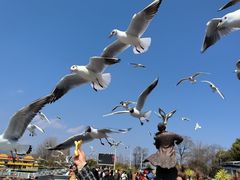 -海埂大坝