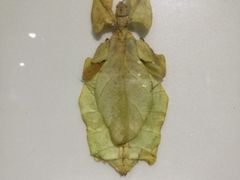 -上海昆虫博物馆