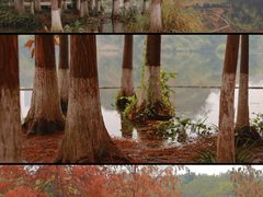 -重庆彩云湖湿地公园
