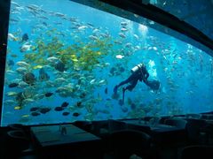-瑞德姆美人鱼海底演艺主题餐厅(亚龙湾店)