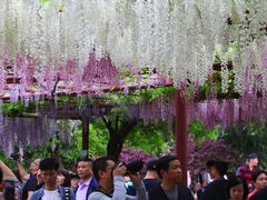 -嘉定紫藤园