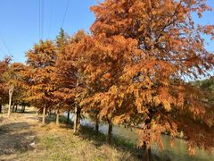 -上海长兴岛郊野公园