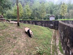 -都江堰中华大熊猫苑