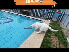 -趣玩宠物乐园寄养训犬训狗游泳池