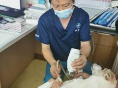 -瑞派宠物医院·中兽医专科(中央商城分院)