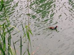 -后襄河公园