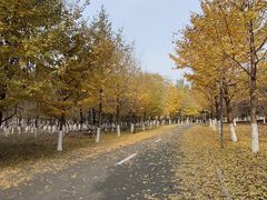 -长白岛森林公园