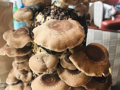 -斯普汇生蚝牛排馆(中骏世界城店)