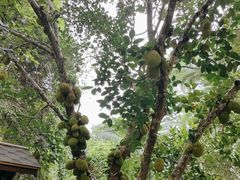 -中国科学院西双版纳热带植物园