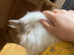 -滚猫咖啡·猫咖·猫友好撸猫(未来城店)