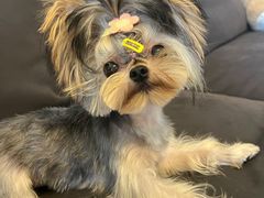 -帕帕拉兹宠物(亚洲旗舰店)