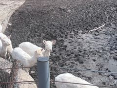 -沈阳森林动物园