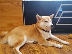 -柴务处·柴犬主题狗咖