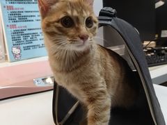-御宝贝·A梦猫科宠物医院(国际猫友好医院)