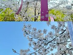 -顾村公园