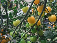 -杨柳青园艺科技博览园