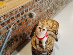 -豆逗聊愈猫阁Easy Life