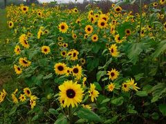 -北京东方普罗旺斯薰衣草庄园