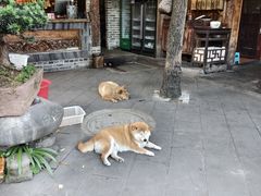 -青城甲(青城山店)