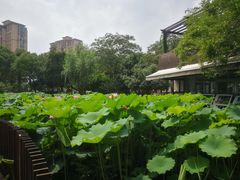 -陈家山荷花公园