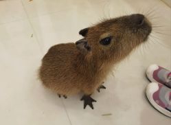 -Moni星球萌宠·小马宝莉·灵蛇·高端高阶全萌宠互动体验俱乐部(红豆国际广场店)