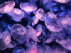 -乌鲁木齐海洋馆