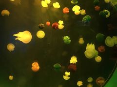 -左海海底世界
