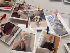 -瑞派康怡24h宠物医院·犬猫医疗中心·微创绝育(瑞景分院)