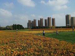 -映月湖中央公园