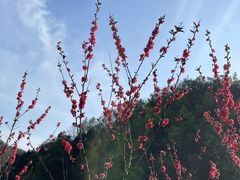 -桃花岭景区