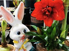 -朝来春花卉市场-东停车场